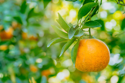 Close-up of oranges growing on tree