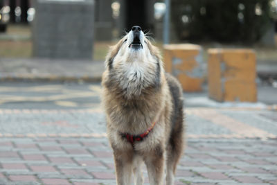 Close-up of dog