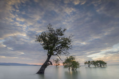 Tree by sea against sky during sunset