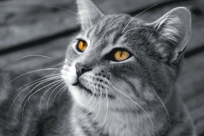 Close-up of cat