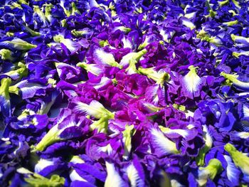 Full frame shot of purple crocus flowers
