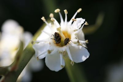 Close-up of honey bee on white flowering plant