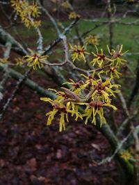 Close-up of tree branch