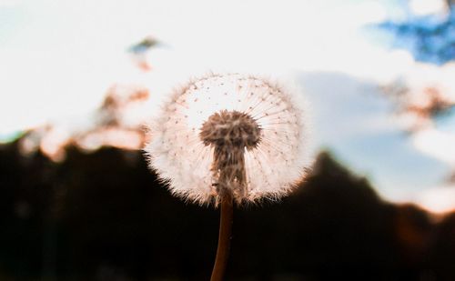 Close-up of dandelion against sky