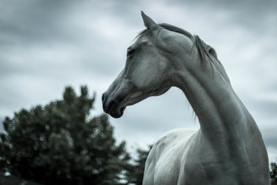 Close-up of horse against sky