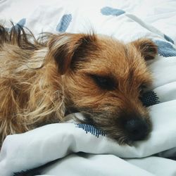 Close-up of dog sleeping on bed