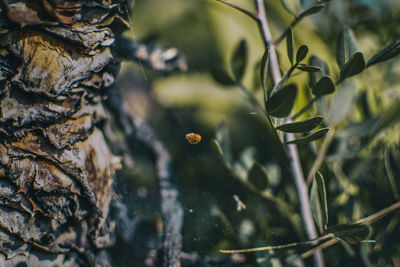 Close-up of insect on plant