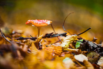 Close-up of dry leaves on plant