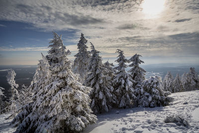 Snow covered plants and trees against sky