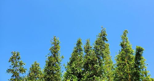 Low angle view of trees against clear blue sky