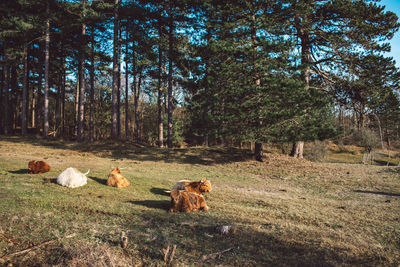 Cows in a field