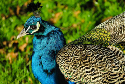 Close-up of peacock