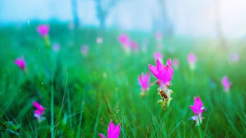 Close-up of pink crocus flowers on field