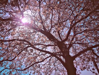 Low angle view of tree against sky