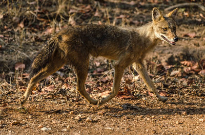 Side view of an animal