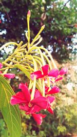 Close-up of red flowers blooming on tree