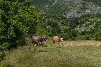 Cow in a field