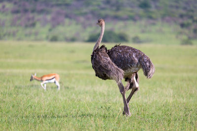 View of a bird on field