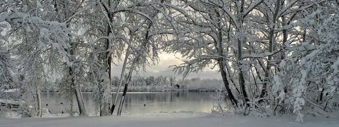 Reflection of trees in water