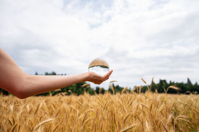 Midsection of person holding crops on field against sky