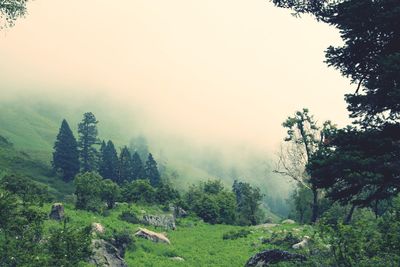 Trees in forest against sky