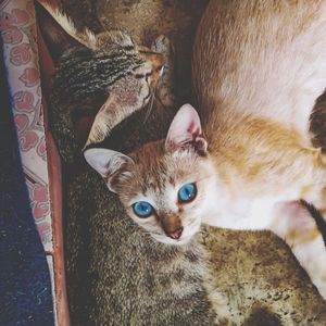 High angle view portrait of cat relaxing