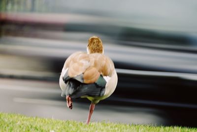 Close-up of bird