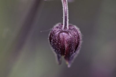 Close-up of purple flower bud