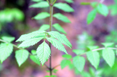 Close-up of green leaves