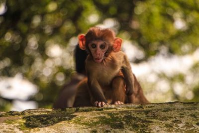 Portrait of monkey sitting on tree