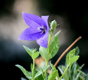 Beautiful blue flower with water drops