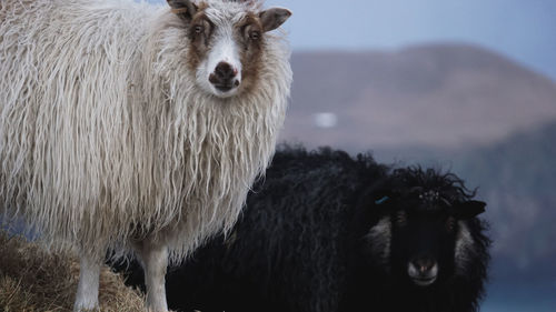 Sheep in a field