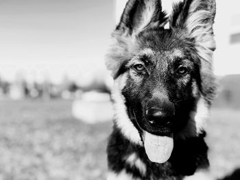 Close-up portrait of dog