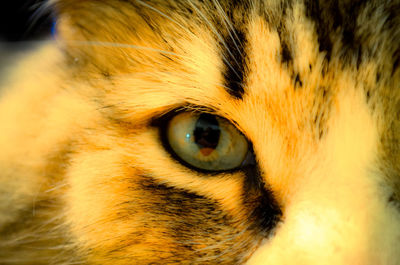 Close-up of cat