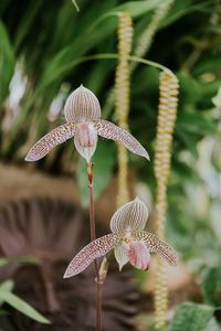 Close-up of butterfly on plant