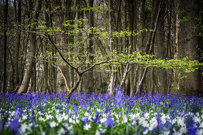 Bluebell flowers growing by trees on field
