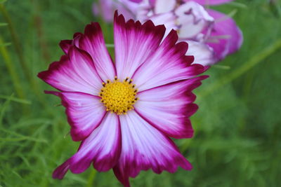 Close-up of pink flower