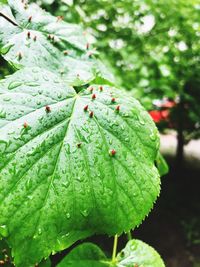 Close-up of raindrops on leaves