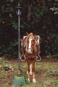 Horse standing on field