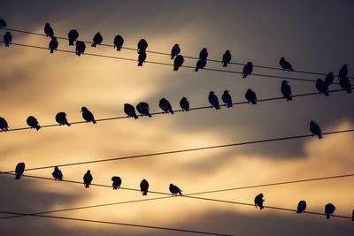 Flock of birds perching on power lines