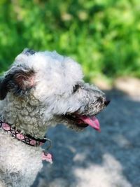 dog