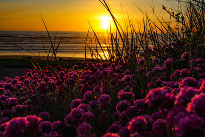 Purple flowering plants by sea against sky during sunset