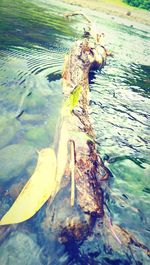 Reflection of trees in water