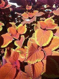 Leaves on ground