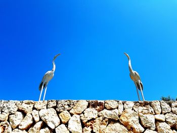 Gray heron perching on rock against clear blue sky