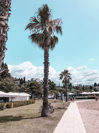 Palm trees in park against blue sky