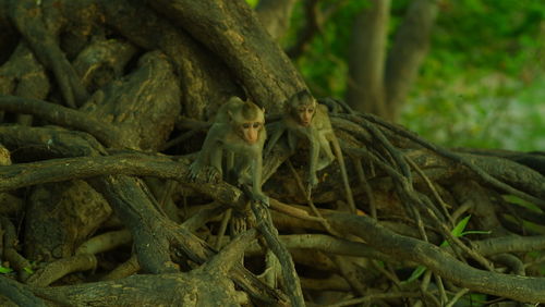 Close-up of a lizard on tree