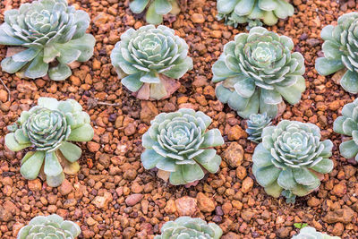 High angle view of succulent plant on field