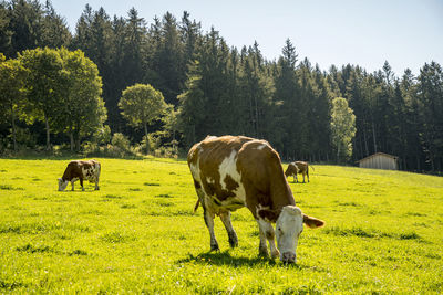 Cows grazing in a field