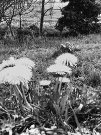 Close-up of flower plants against trees